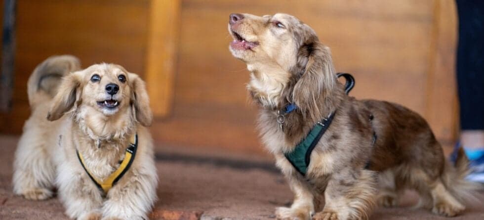 How To Stop A Dachshund From Barking?