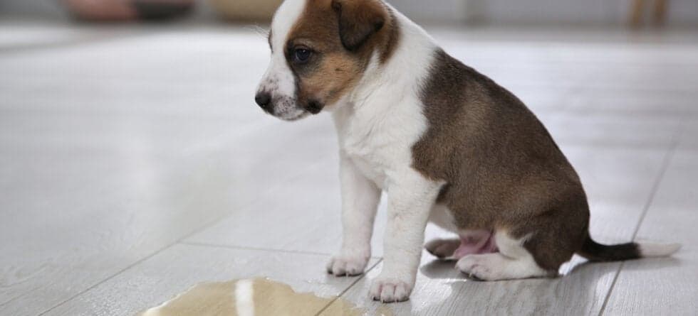 How To Stop A Frenchie From Peeing In The House?