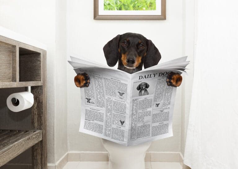 How To Stop Dachshund Pooping Inside?