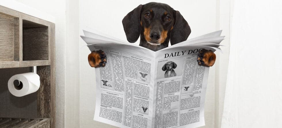 How To Stop Dachshund Pooping Inside?