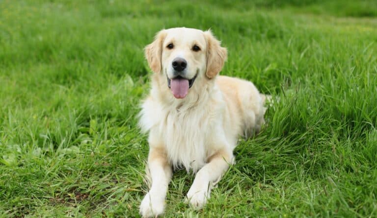 How To Tell If A Golden Retriever Is Happy?