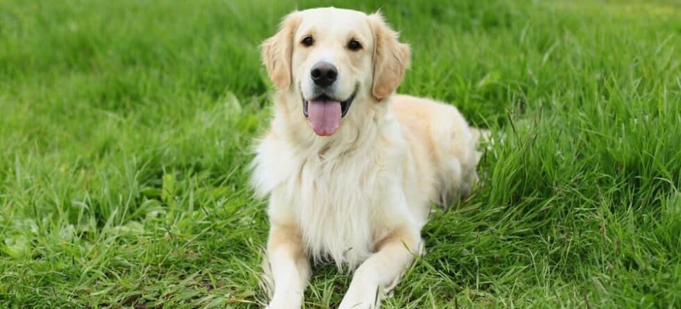 How To Tell If A Golden Retriever Is Happy?