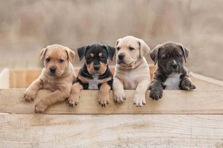 In Which States Is Selling Puppies Before 8 Weeks Illegal?