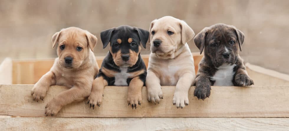 In Which States Is Selling Puppies Before 8 Weeks Illegal?