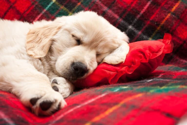 Is 10 Weeks An Acceptable Age To Get A Puppy?