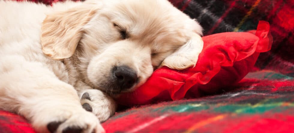 Is 10 Weeks An Acceptable Age To Get A Puppy?