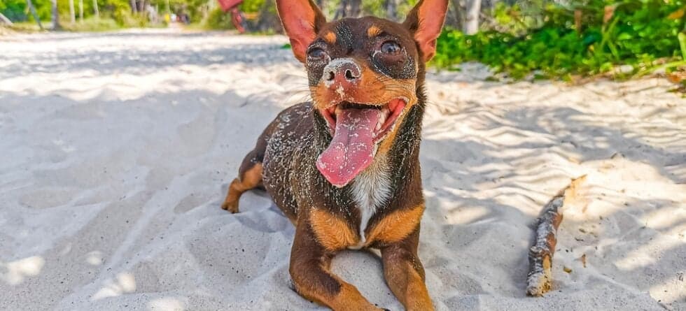 Is A Chihuahua A Good Pet?