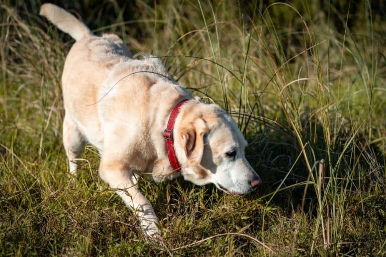 Is A Labrador A Guard Dog?