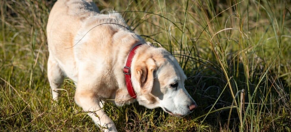 Is A Labrador A Guard Dog?