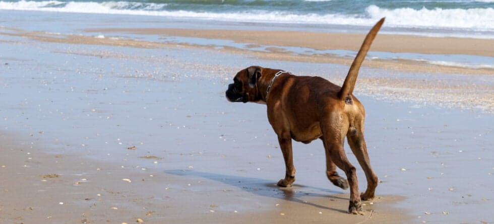 Is Boxer A Smart Dog?
