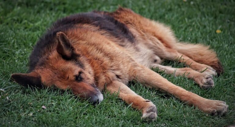 Is It Okay For German Shepherds To Sleep Outside?
