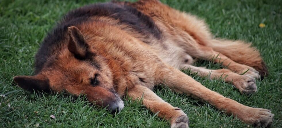 Is It Okay For German Shepherds To Sleep Outside?