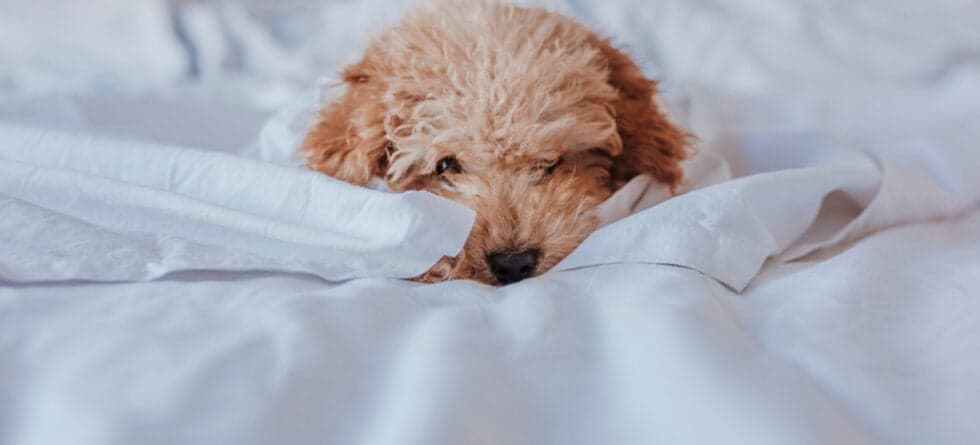 Should I Let My Poodle Sleep With Me?