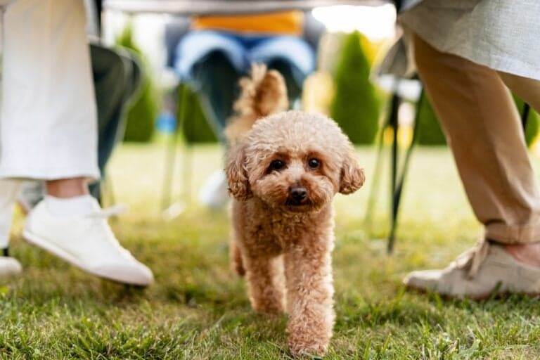 What Are Poodles Best Known For?