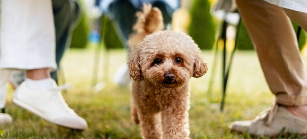 What Are Poodles Best Known For?