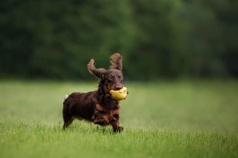 What Are Some Cool Facts About Dachshunds?