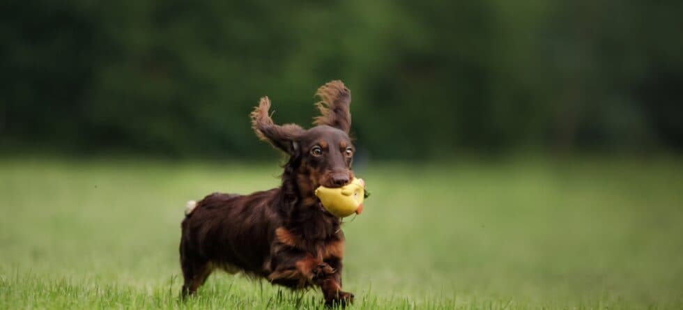 What Are Some Cool Facts About Dachshunds?