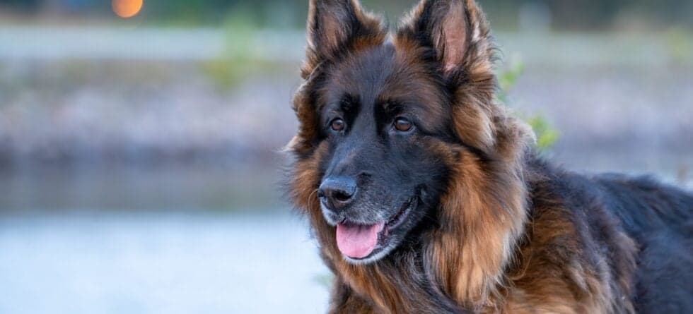What Are The Behavior Issues With German Shepherds?