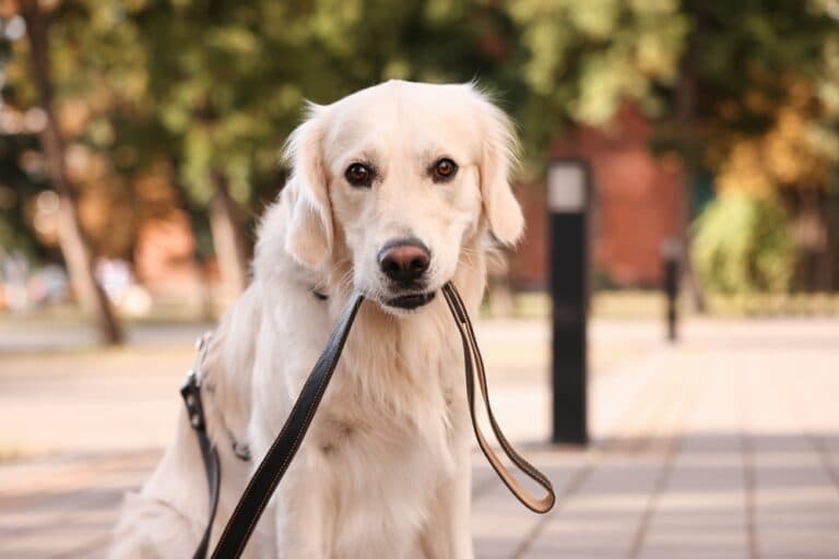What Are The Behavioral Issues Of Golden Retrievers?