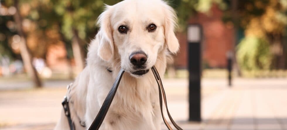 What Are The Behavioral Issues Of Golden Retrievers?