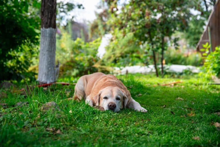 What Are The Negative Traits Of Labradors?