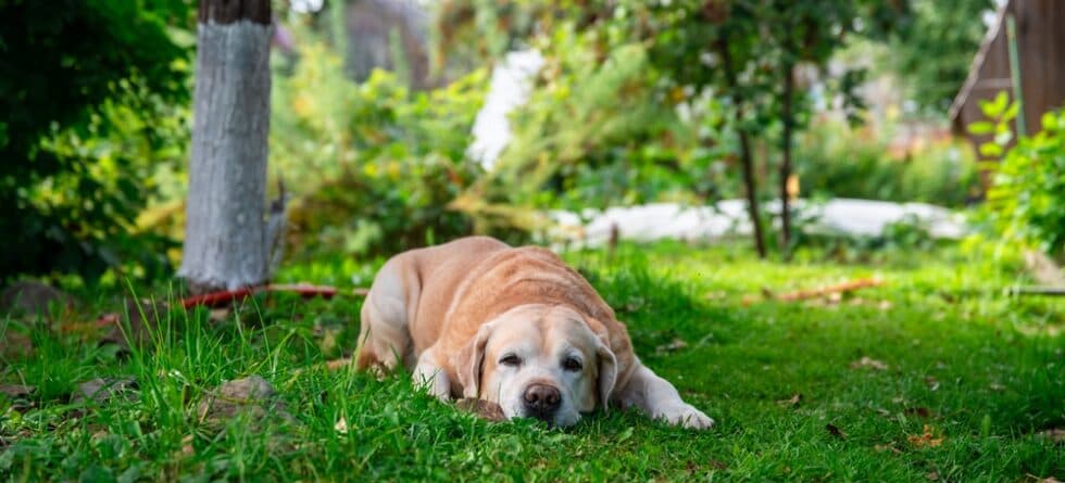 What Are The Negative Traits Of Labradors?