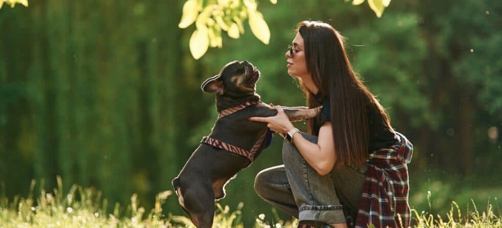 What Are The Negatives Of A French Bulldog?