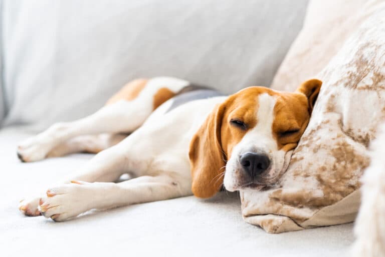 What Do Dogs Dream?