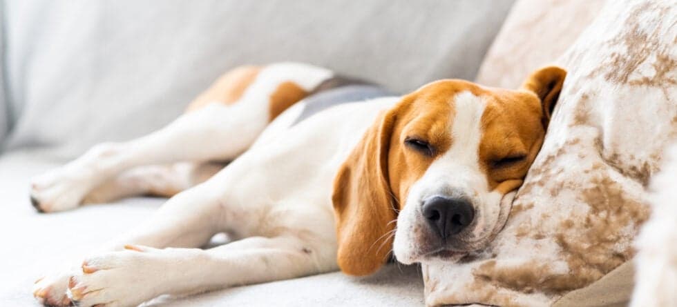 What Do Dogs Dream?