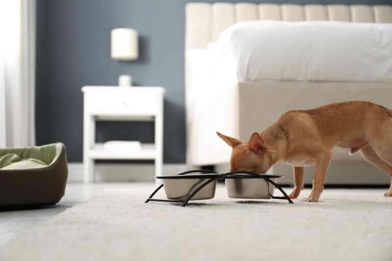 What Does A Chihuahua Eat?