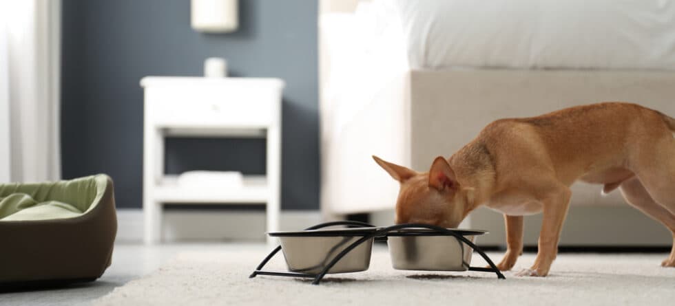 What Does A Chihuahua Eat?