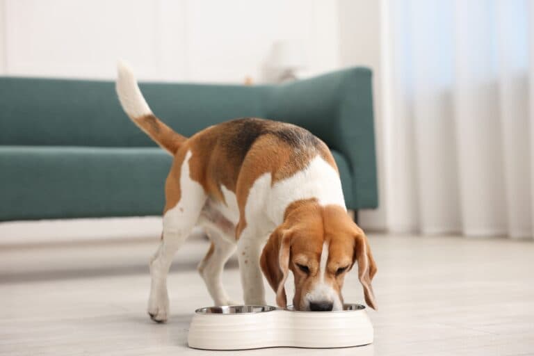 What Food Do Beagles Eat?