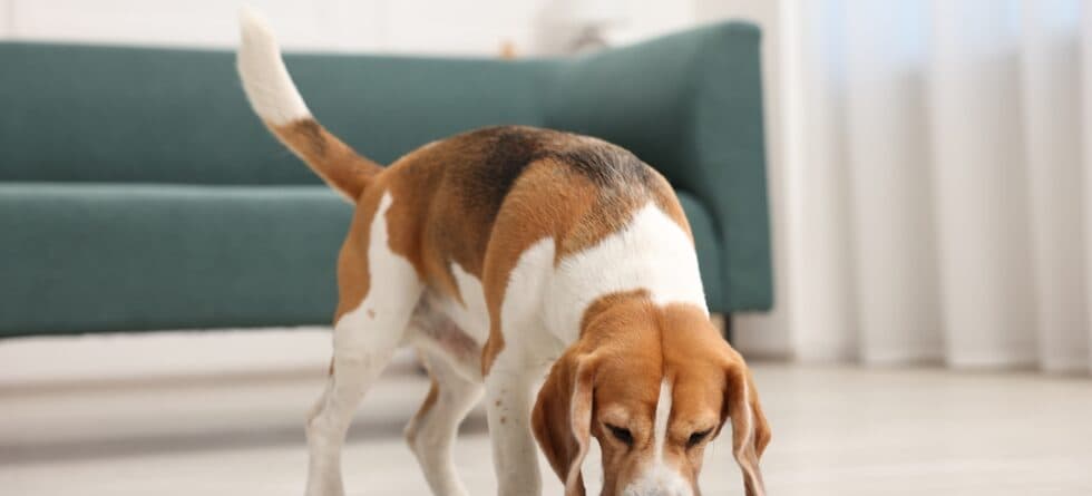 What Food Do Beagles Eat?