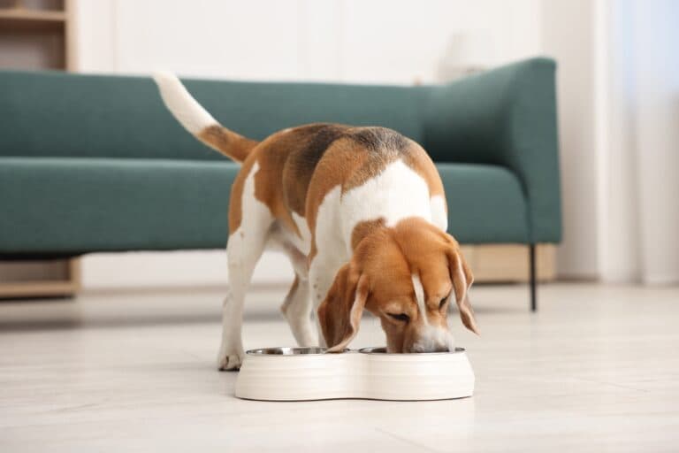 What Is A Beagles’ Favorite Food?