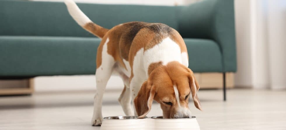 What Is A Beagles’ Favorite Food?