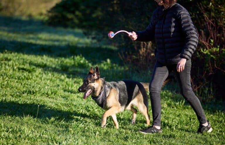 What Is The Best Age To Buy German Shepherd?