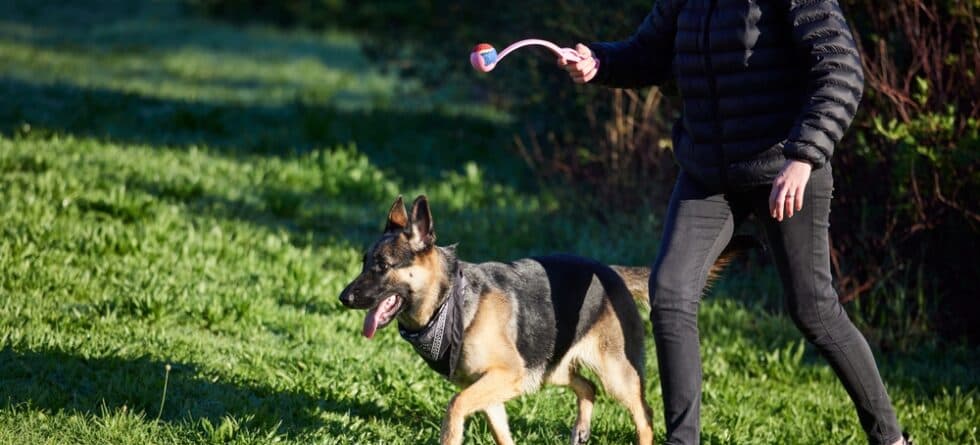What Is The Best Age To Buy German Shepherd?