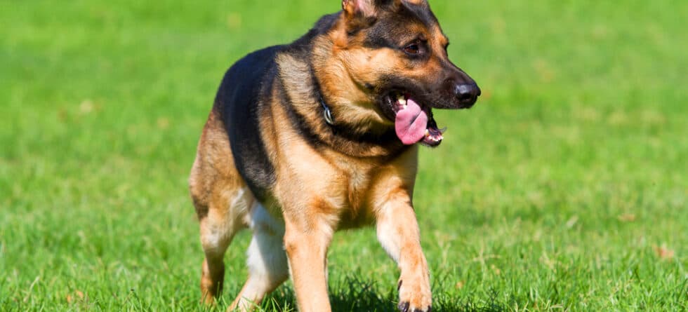 What Is The Best Age To Train A German Shepherd?
