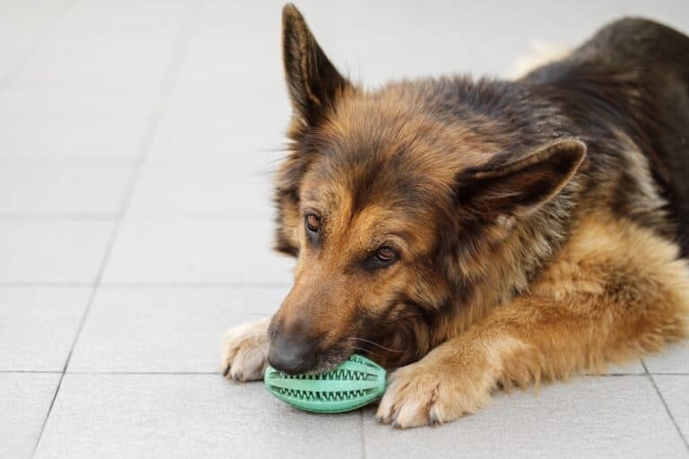What Is The Best Exercise For A German Shepherd?