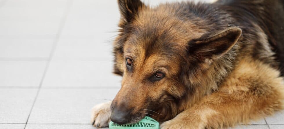 What Is The Best Exercise For A German Shepherd?