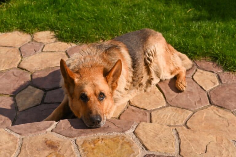 What Is The Best Food For German Shepherds?