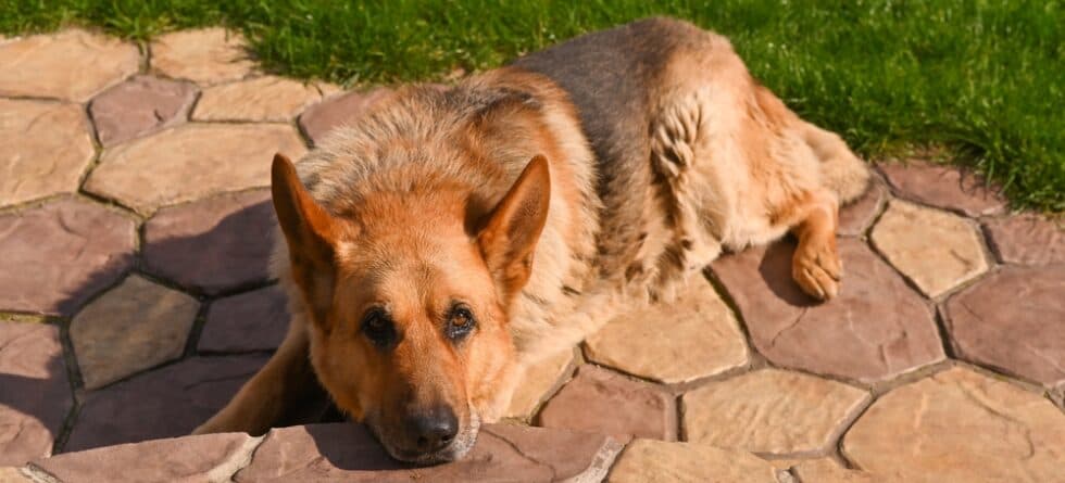 What Is The Best Food For German Shepherds?