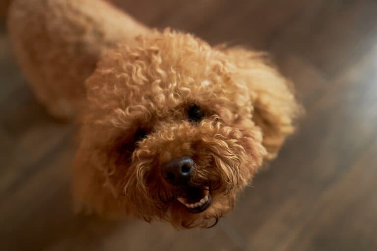 What Is The Disadvantage Of A Poodle?