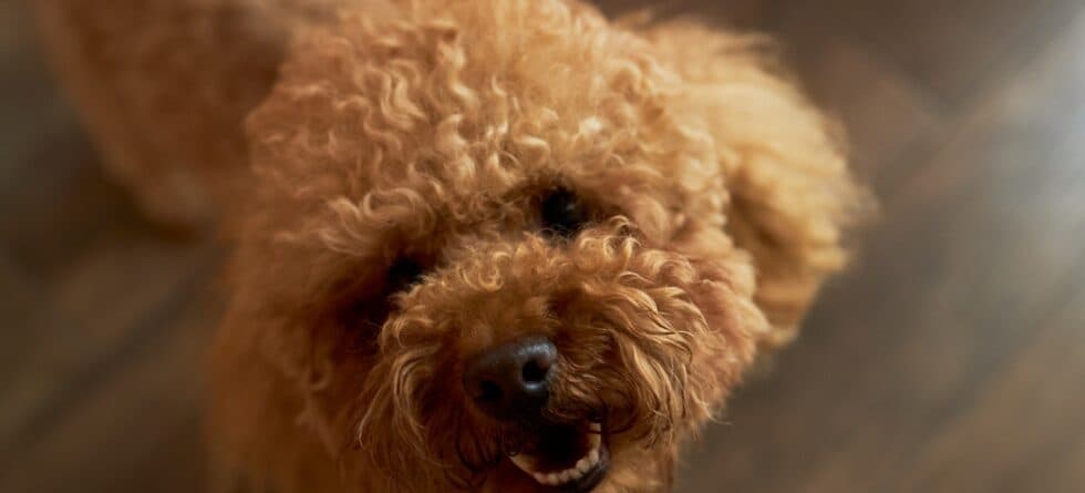 What Is The Disadvantage Of A Poodle?