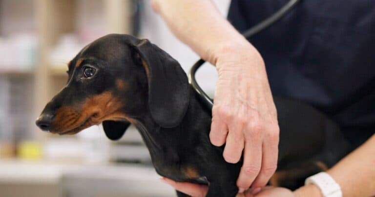 What Is The Leading Cause Of Death In Dachshunds?