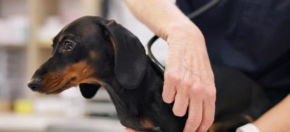 What Is The Leading Cause Of Death In Dachshunds?