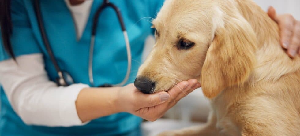 What Is The Most Common Cause Of Death In Golden Retrievers?
