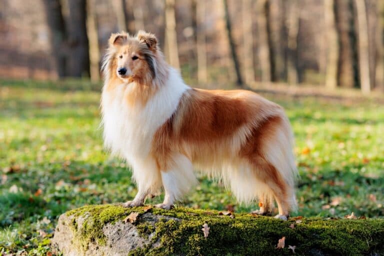 What Is The Most Intelligent Dog?
