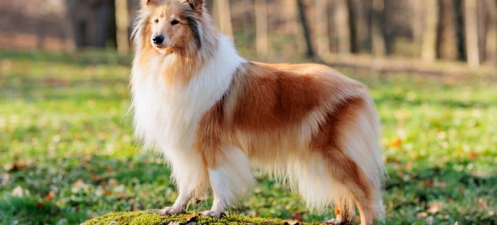 What Is The Most Intelligent Dog?