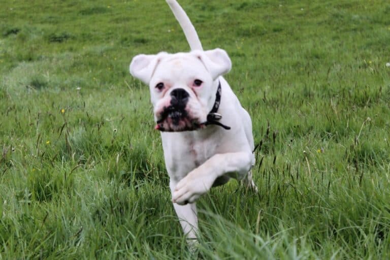 What Is The Purpose Of A Boxer Dog?
